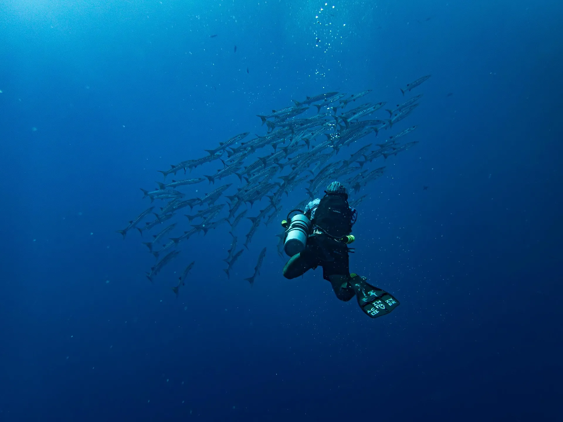 Seguros de Buceo Scuba Medic